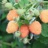 Framboesa Lowberry  Little Orangelina (Rubus Idaeus)