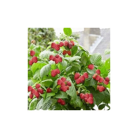 Framboesa Lowberry Little Sweet Sister ( Rubus Idaeus)