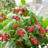 Framboesa Lowberry Little Sweet Sister ( Rubus Idaeus)