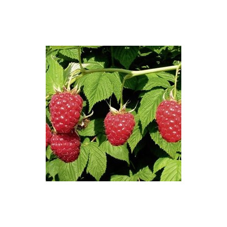 Framboesa Malahat ( Rubus Idaeus)