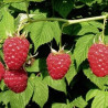 Framboesa Malahat ( Rubus Idaeus)