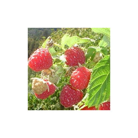 Framboesa Paris ( Rubus Idaeus)