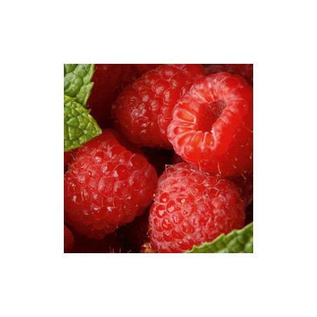 Framboesa Polca ( Rubus Idaeus)