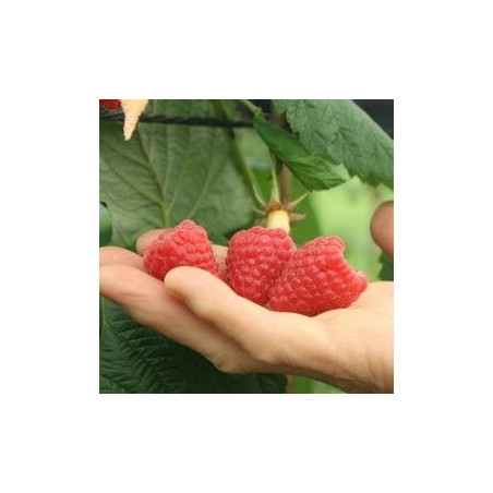 Framboesa Primalba ( Rubus Idaeus)