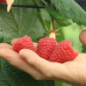 Framboesa Primalba ( Rubus Idaeus)
