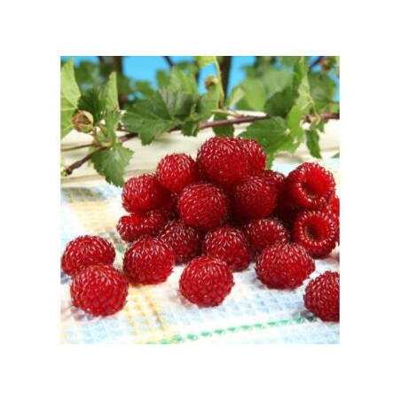 Framboesa Torre de Framboesa Hara Rasp ( Rubus Idaeus)