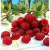 Framboesa Torre de Framboesa Hara Rasp ( Rubus Idaeus)