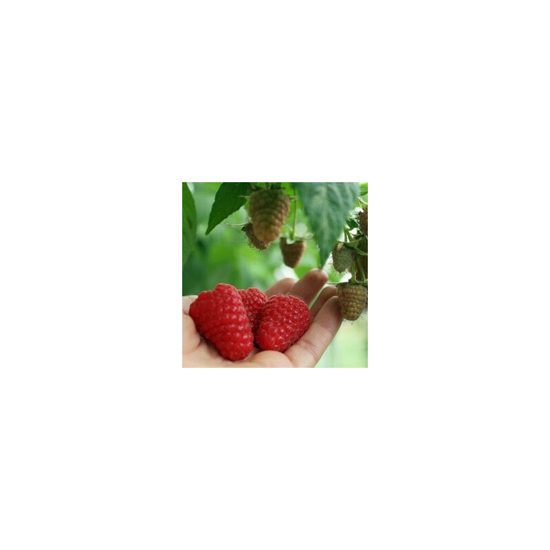 Framboesa Regina ( Rubus Idaeus)