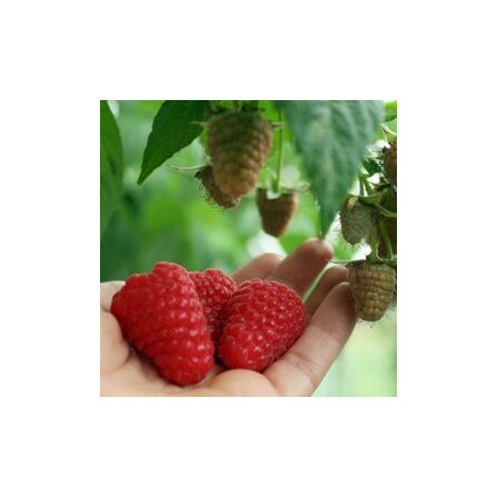 Framboesa Regina ( Rubus Idaeus)