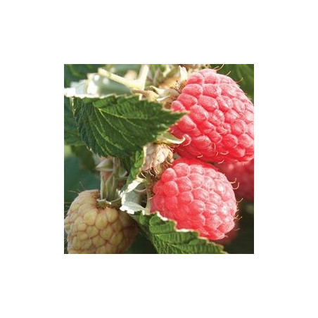 Framboesa Rossana ( Rubus Idaeus)