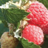 Framboesa Rossana ( Rubus Idaeus)