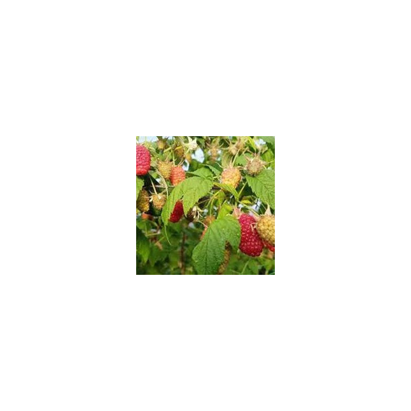 Framboesa San Rafael ( Rubus Idaeus)