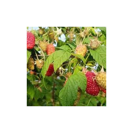 Framboesa San Rafael ( Rubus Idaeus)