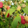 Framboesa San Rafael ( Rubus Idaeus)