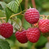 Framboesa Sanibelle ( Rubus Idaeus)