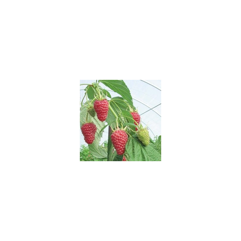 Framboesa Sugana ( Rubus Idaeus)