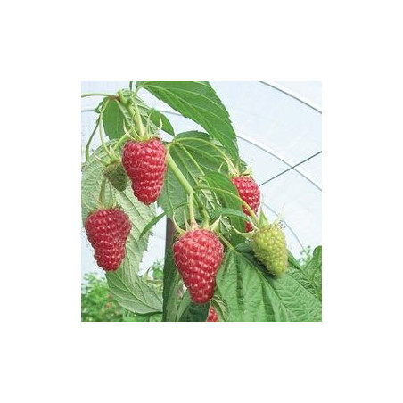 Framboesa Sugana ( Rubus Idaeus)