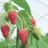Framboesa Sugana ( Rubus Idaeus)