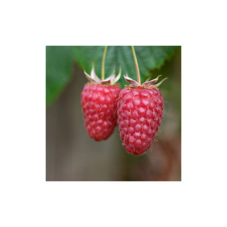 Framboesa Tulameen ( Rubus Idaeus)