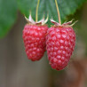 Framboesa Tulameen ( Rubus Idaeus)
