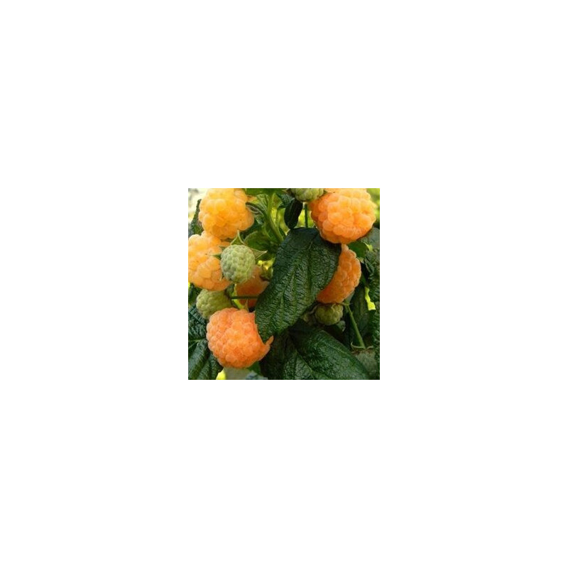 Framboesa Two Timer Sugana Gelb ( Rubus Idaeus)