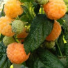 Framboesa Two Timer Sugana Gelb ( Rubus Idaeus)