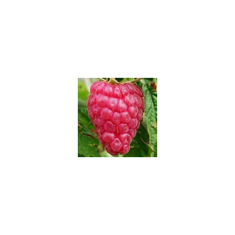 Framboesa Versalles ( Rubus Idaeus)