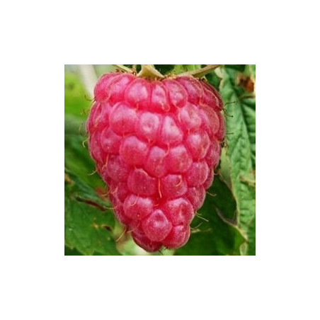 Framboesa Versalles ( Rubus Idaeus)