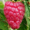 Framboesa Versalles ( Rubus Idaeus)
