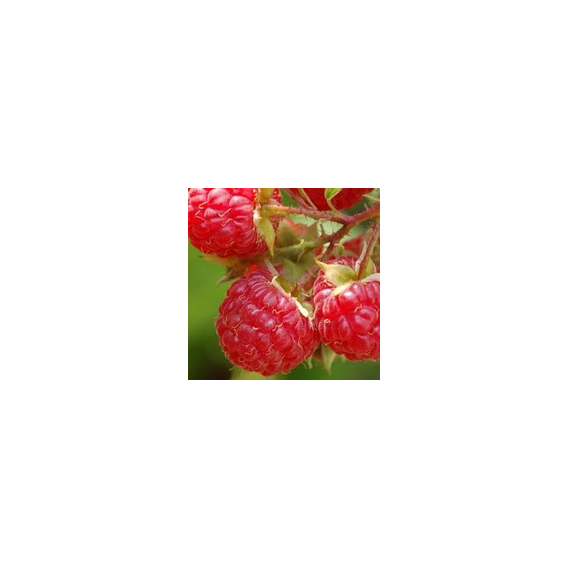 Framboesa Willamette ( Rubus Idaeus)