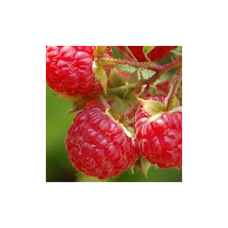 Framboesa Willamette ( Rubus Idaeus)