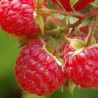 Framboesa Willamette ( Rubus Idaeus)