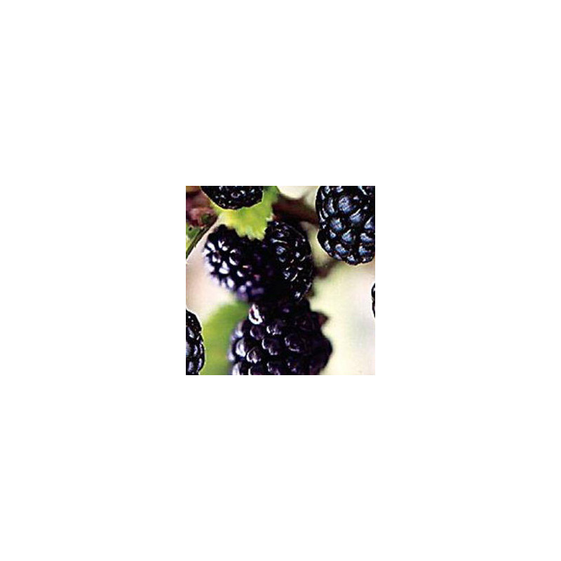 Amora Arapacho ( Rubus Fruticosus)