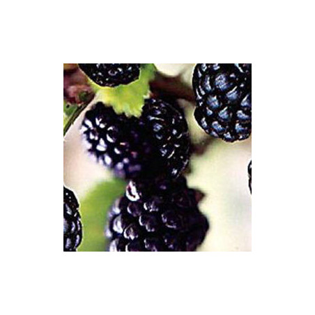 Amora Arapacho ( Rubus Fruticosus)