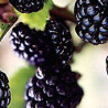 Amora Arapacho ( Rubus Fruticosus)