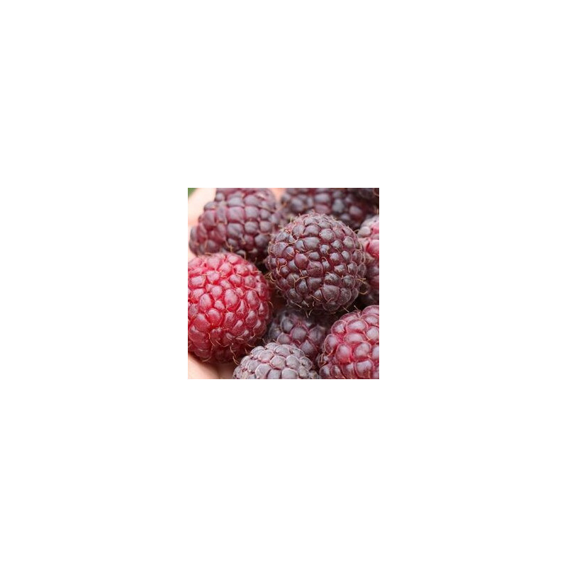 Amora Austumn Passion ( Rubus Idaeus x Ocidentalis)