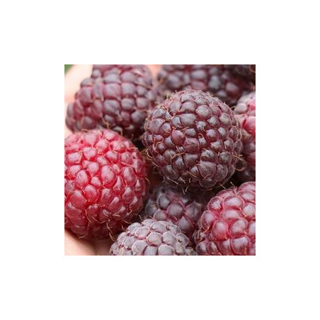 Amora Austumn Passion ( Rubus Idaeus x Ocidentalis)