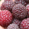 Amora Austumn Passion ( Rubus Idaeus x Ocidentalis)