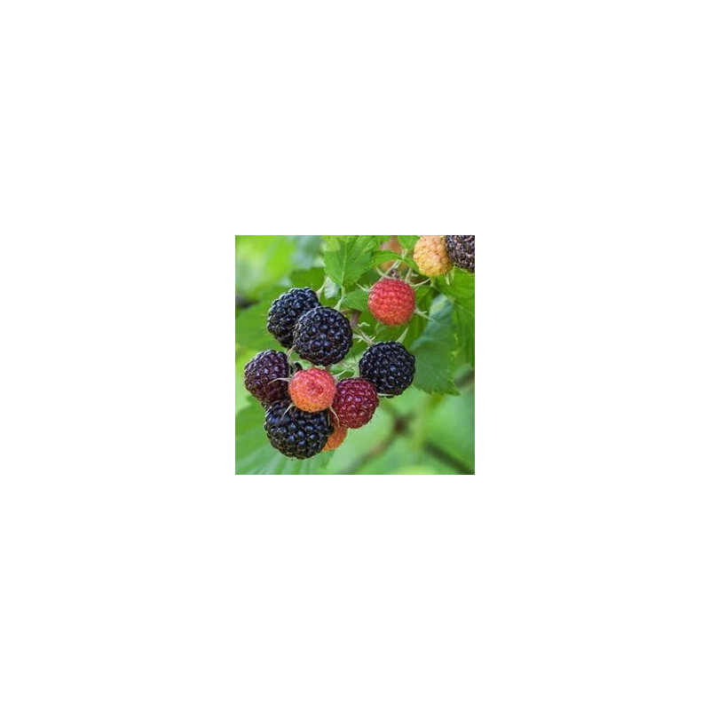 Amora Black Jewel ( Rubus Ocidentalis)