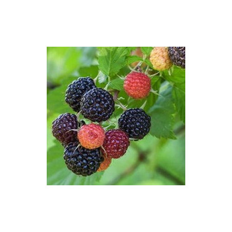 Amora Black Jewel ( Rubus Ocidentalis)