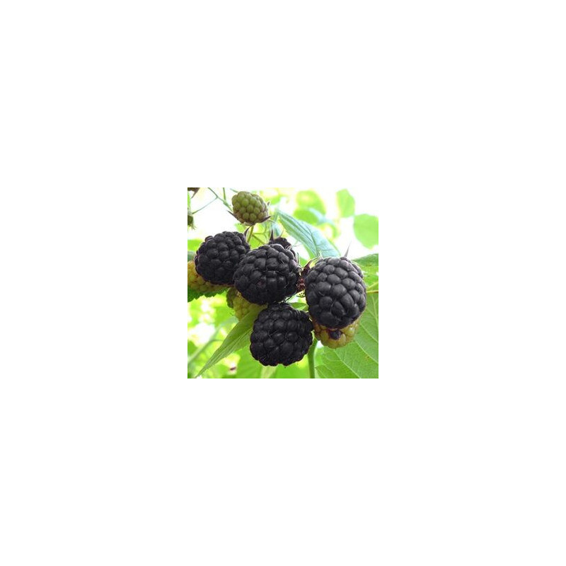 Amora Bristol ( Rubus Ocidentalis)