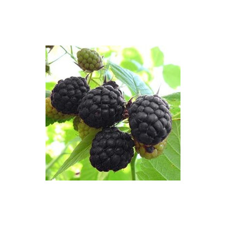 Amora Bristol ( Rubus Ocidentalis)