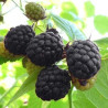 Amora Bristol ( Rubus Ocidentalis)