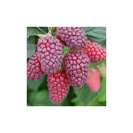 Amora Buckingham ( Rubus Fruticosus x Idaeus)