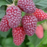 Amora Buckingham ( Rubus Fruticosus x Idaeus)