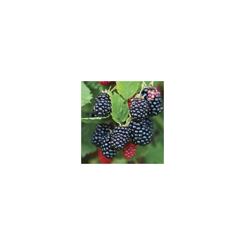Amora Chester ( Rubus Fruticosus)