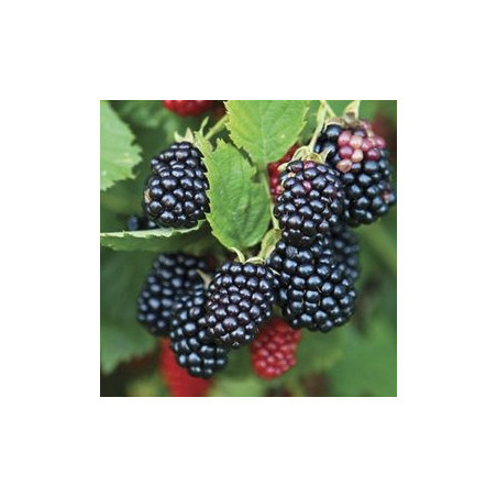 Amora Chester ( Rubus Fruticosus)