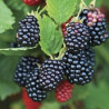 Amora Chester ( Rubus Fruticosus)