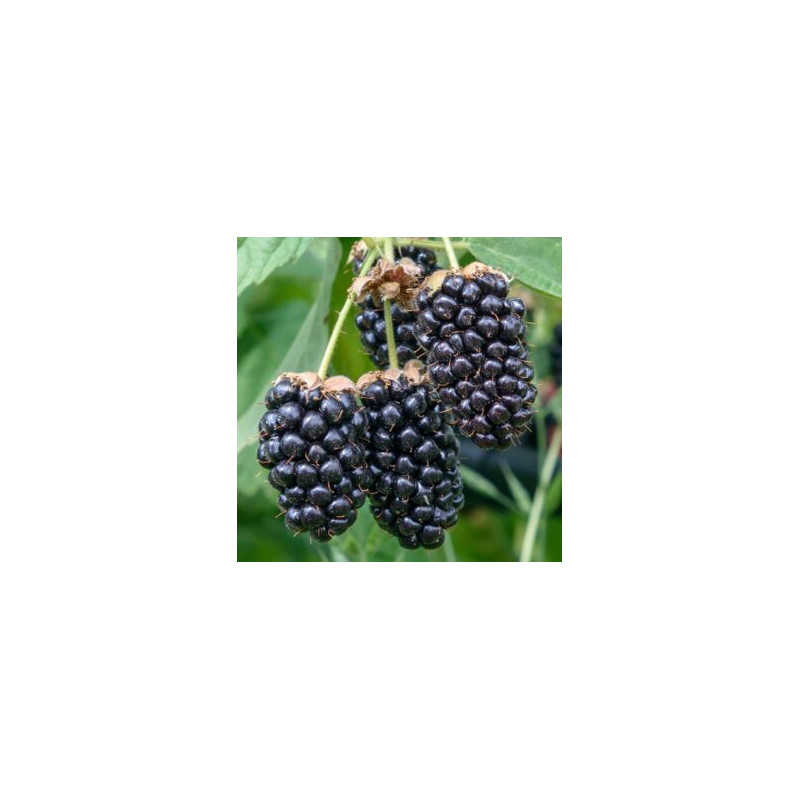 Amora Columbia Star ( Rubus Fruticosus)