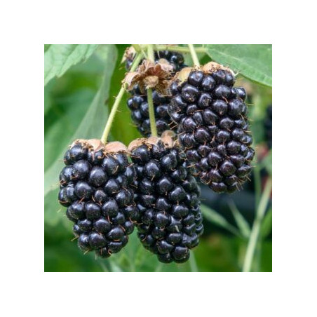 Amora Columbia Star ( Rubus Fruticosus)